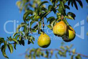 Birne - pear 07