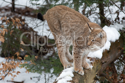 Luchs