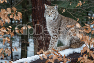 Luchs