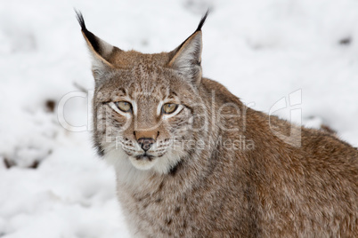 Luchs