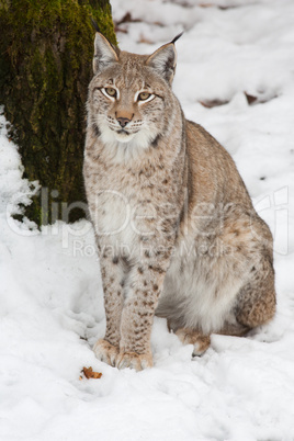 Luchs