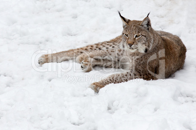 Luchs