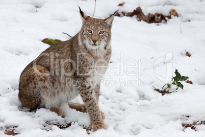 Luchs