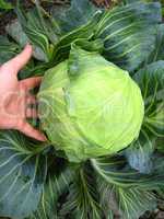 the hand and big head of ripe and green cabbage
