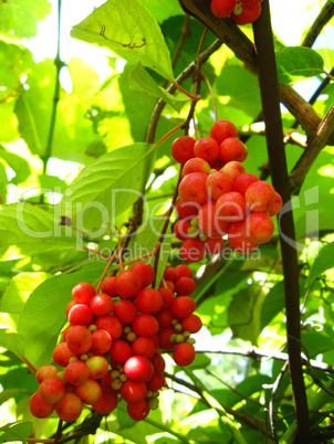 The harvest of red schizandra