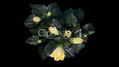 Blooming yellow Hibiscus flower buds ALPHA matte, (Hibiscus) (Time Lapse)