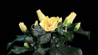 Blooming yellow Hibiscus flower buds ALPHA matte, (Hibiscus) (Time Lapse)