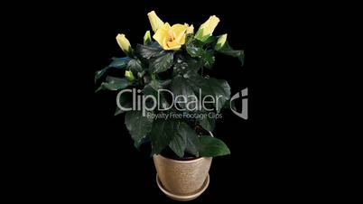Blooming yellow Hibiscus flower buds ALPHA matte, (Hibiscus) (Time Lapse)