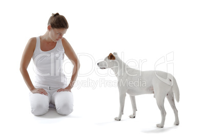 Jack Russell Terrier looking to woman