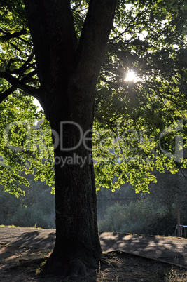 Baum im Gegenlicht