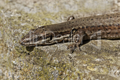 Lacerta vivipara, Viviparous lizard or Common lizard