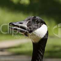 Branta canadensis, Canada goose