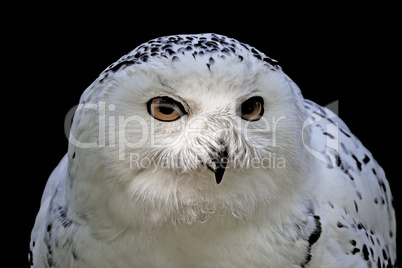 Bubo scandiacus, Snowy Owl, Arctic Owl, Great White Owl, Icelandic Snow Owl, Harfang