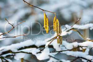 Haselnussblüte mit Schnee, hazel blooms with snow