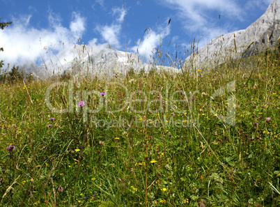 Kräuterwiese in den Alpen