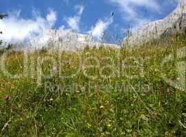 Kräuterwiese in den Alpen