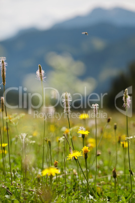 Kräuterwiese in den Alpen