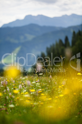 Kräuterwiese in den Alpen