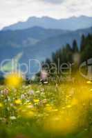 Kräuterwiese in den Alpen