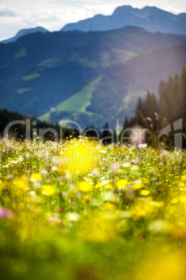 Kräuterwiese in den Alpen