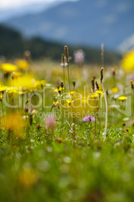 Kräuterwiese in den Alpen Kräuterwiese in den Alpen