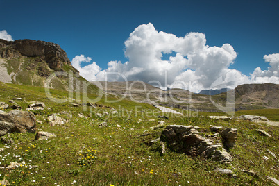 Kräuterwiese in den Alpen