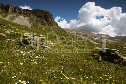 Kräuterwiese in den Alpen