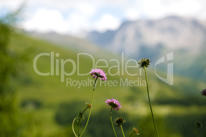 Kräuterwiese in den Alpen