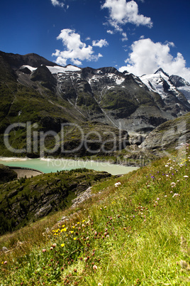 Kräuterwiese in den Alpen