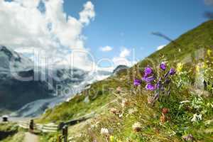 Kräuterwiese in den Alpen