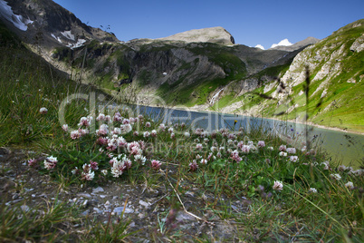 Kräuterwiese in den Alpen