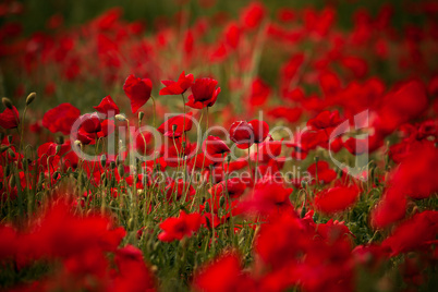 Red Poppy Flowers