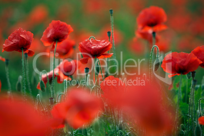 Red Poppy Flowers