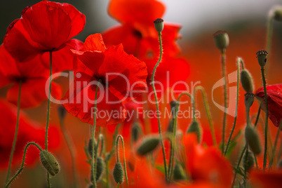 Red Poppy Flowers