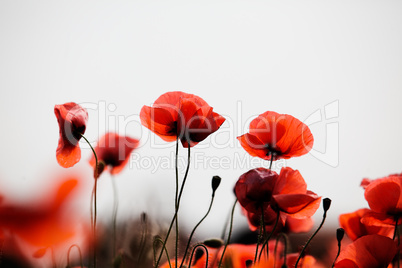 Red Poppy Flowers