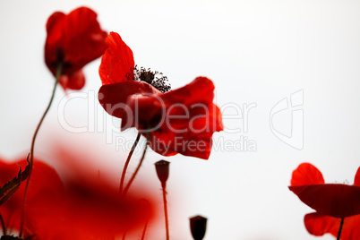 Red Poppy Flowers