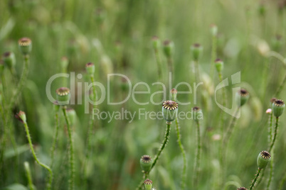 Red Poppy Flowers