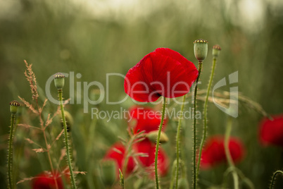 Red Poppy Flowers