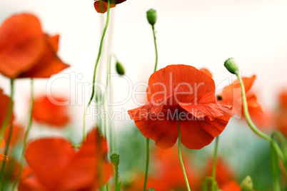 Red Poppy Flowers