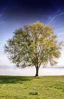 Solitary tree on grass isolated on a stormy sky background with