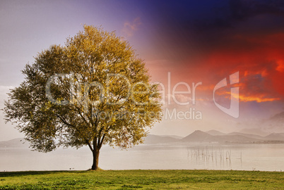 Beautiful view of isolated tree on dramatic background sky