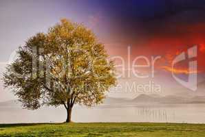 Beautiful view of isolated tree on dramatic background sky