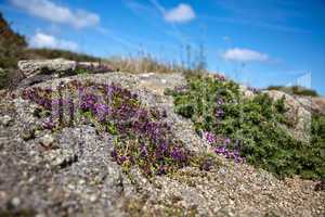 Heidelandschaft am Cap Frehel