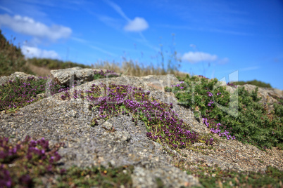 Heidelandschaft am Cap Frehel