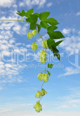 Hopfen (Humulus lupulus)