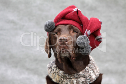 Labrador mit Bommelmütze und Schal