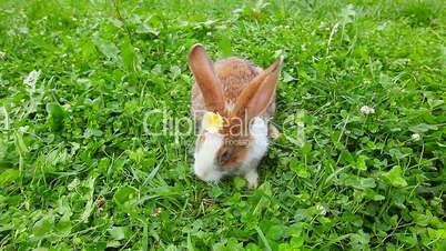 rabbit on a green lawn