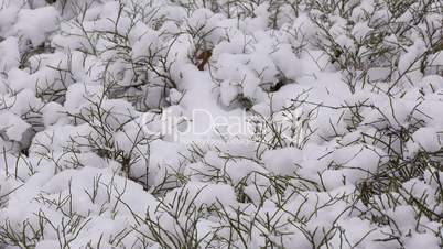 Heidelbeersträucher mit Schnee