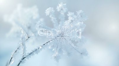 plants in the snow