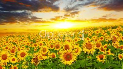 flowering sunflowers